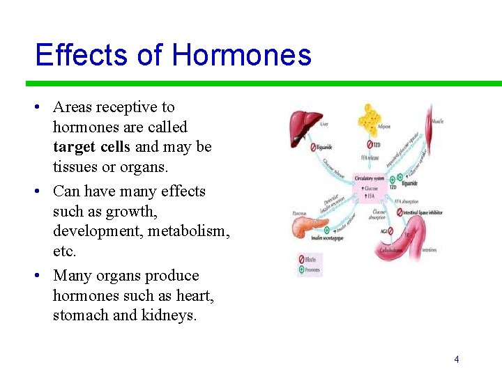 Effects of Hormones • Areas receptive to hormones are called target cells and may