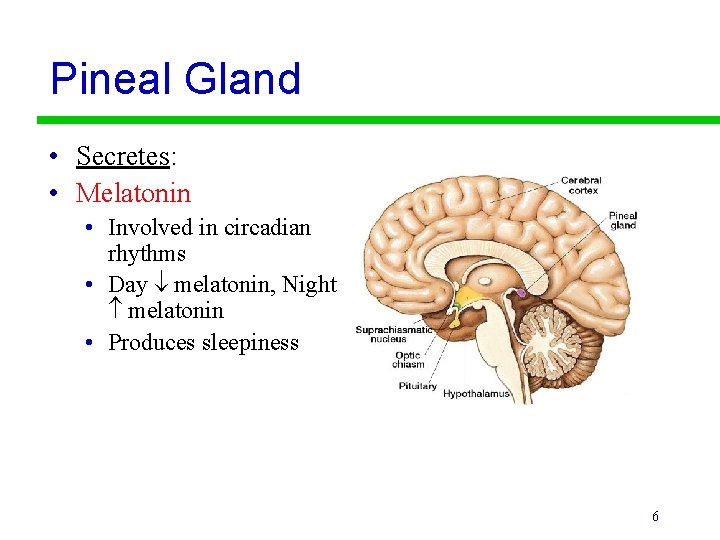 Pineal Gland • Secretes: • Melatonin • Involved in circadian rhythms • Day melatonin,