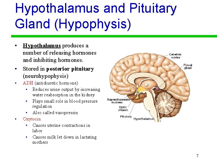 Hypothalamus and Pituitary Gland (Hypophysis) • Hypothalamus produces a number of releasing hormones and