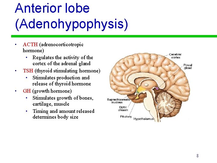 Anterior lobe (Adenohypophysis) • • • ACTH (adrenocorticotropic hormone) • Regulates the activity of