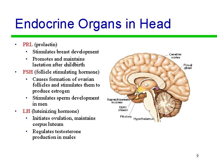 Endocrine Organs in Head • • • PRL (prolactin) • Stimulates breast development •