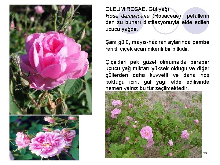 OLEUM ROSAE, Gül yağı Rosa damascena (Rosaceae) petallerin den su buharı distilasyonuyla elde edilen
