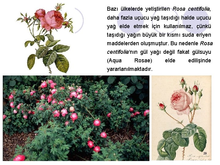 Bazı ülkelerde yetiştirilen Rosa centifolia, daha fazla uçucu yağ taşıdığı halde uçucu yağ elde