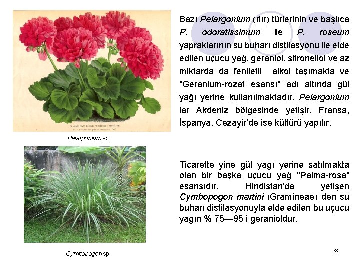 Bazı Pelargonium (ıtır) türlerinin ve başlıca P. odoratissimum ile P. roseum yapraklarının su buharı