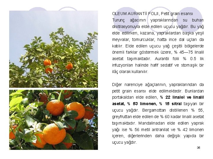 OLEUM AURANTİİ FOLII, Petit grain esansı Turunç ağacının yapraklarından su buharı disitilasyonuyla elde edilen