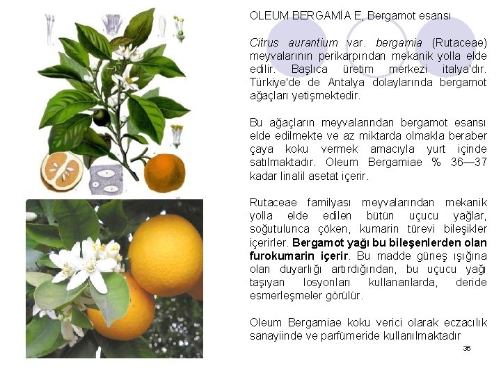 OLEUM BERGAMİA E, Bergamot esansı Citrus aurantium var. bergamia (Rutaceae) meyvalarının perikarpından mekanik yolla