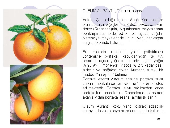 OLEUM AURANTİİ, Portakal esansı Vatanı Çin olduğu halde, Akdeniz'de Iokalize olan portakal ağaçlarının, Citrus
