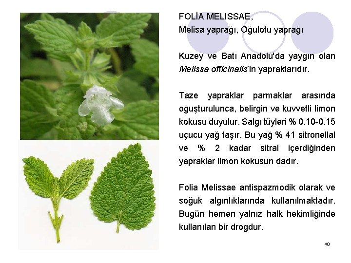 FOLİA MELISSAE, Melisa yaprağı, Oğulotu yaprağı Kuzey ve Batı Anadolu'da yaygın olan Melissa officinalis’in