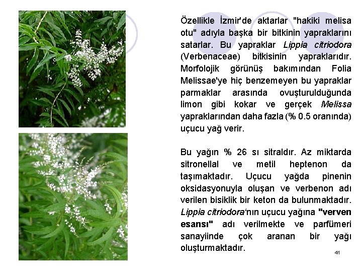 Özellikle İzmir'de aktarlar "hakiki melisa otu" adıyla başka bir bitkinin yapraklarını satarlar. Bu yapraklar