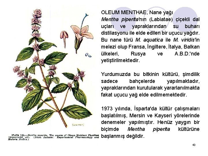 OLEUM MENTHAE, Nane yağı Mentha piperita'nın (Labiatae) çiçekli dal uçları ve yapraklarından su buharı