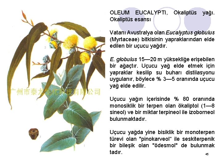 OLEUM EUCALYPTI, Okaliptüs esansı Okaliptüs yağı. Vatanı Avustralya olan Eucalyptus globulus (Myrtaceae) bitkisinin yapraklarından