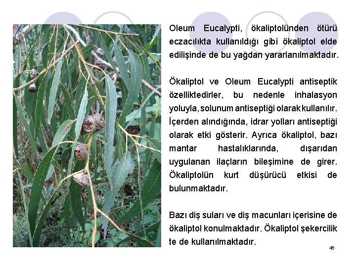 Oleum Eucalypti, ökaliptolünden ötürü eczacılıkta kullanıldığı gibi ökaliptol elde edilişinde de bu yağdan yararlanılmaktadır.