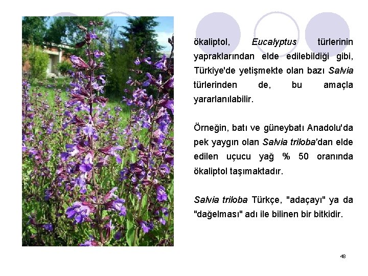 ökaliptol, Eucalyptus türlerinin yapraklarından elde edilebildiği gibi, Türkiye'de yetişmekte olan bazı Salvia türlerinden de,