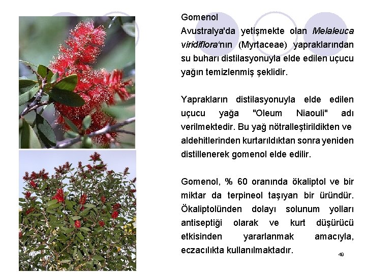 Gomenol Avustralya'da yetişmekte olan Melaleuca viridiflora‘nın (Myrtaceae) yapraklarından su buharı distilasyonuyla elde edilen uçucu