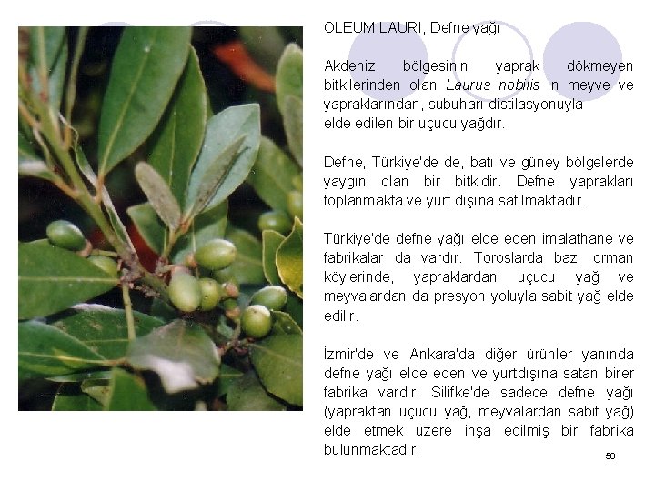 OLEUM LAURI, Defne yağı Akdeniz bölgesinin yaprak dökmeyen bitkilerinden olan Laurus nobilis in meyve