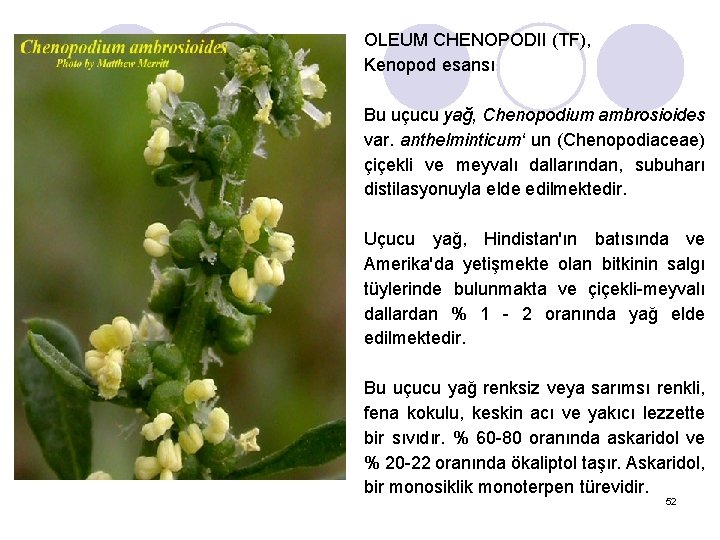 OLEUM CHENOPODII (TF), Kenopod esansı Bu uçucu yağ, Chenopodium ambrosioides var. anthelminticum‘ un (Chenopodiaceae)