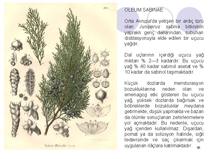 OLEUM SABINAE Orta Avrupa'da yetişen bir ardıç türü olan Juniperus sabina bitkisinin yapraklı genç