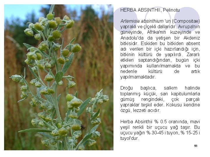 HERBA ABSINTHII, Pelinotu Artemisia absinthium 'un (Compositae) yapraklı ve çiçekli dallarıdır. Avrupa'nın güneyinde, Afrika'nın