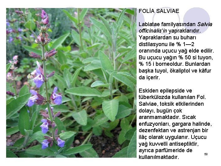 FOLİA SALVIAE Labiatae familyasından Salvia officinalis'in yapraklarıdır. Yapraklardan su buharı distilasyonu ile % 1—