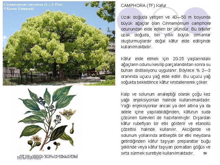 CAMPHORA (TF) Kafur Uzak doğuda yetişen ve 40— 50 m boyunda büyük ağaçlar olan