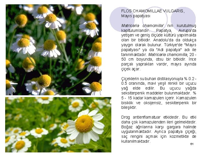 FLOS CHAMOMILLAE VULGARIS, Mayıs papatyası Matricaria chamomilla‘ nın kurutulmuş kapitulumlarıdır. Papatya, Avrupa'da yetişen ve