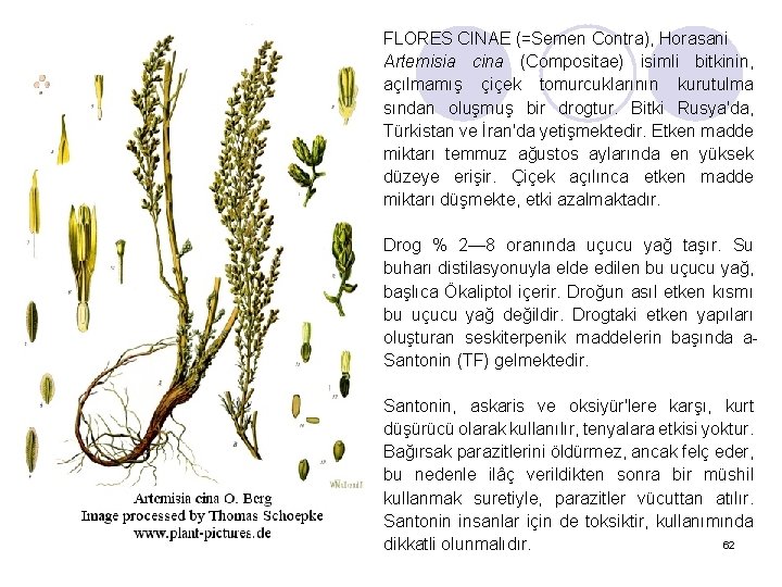 FLORES CINAE (=Semen Contra), Horasani Artemisia cina (Compositae) isimli bitkinin, açılmamış çiçek tomurcuklarının kurutulma