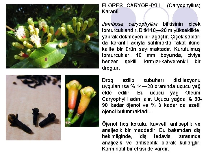 FLORES CARYOPHYLLI (Caryophyllus) Karanfil Jambosa caryophyllus bitkisinin çiçek tomurcuklandır. Bitki 10— 20 m yükseklikte,