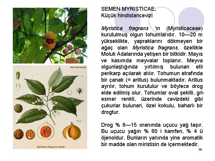 SEMEN MYRISTICAE, Küçük hindistancevizi Myristica fragrans 'ın (Myristicaceae) kurutulmuş olgun tohumlarıdır. 10— 20 m