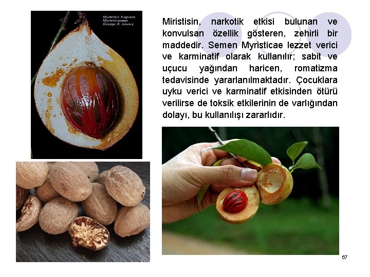 Miristisin, narkotik etkisi bulunan ve konvulsan özellik gösteren, zehirli bir maddedir. Semen Myristicae lezzet