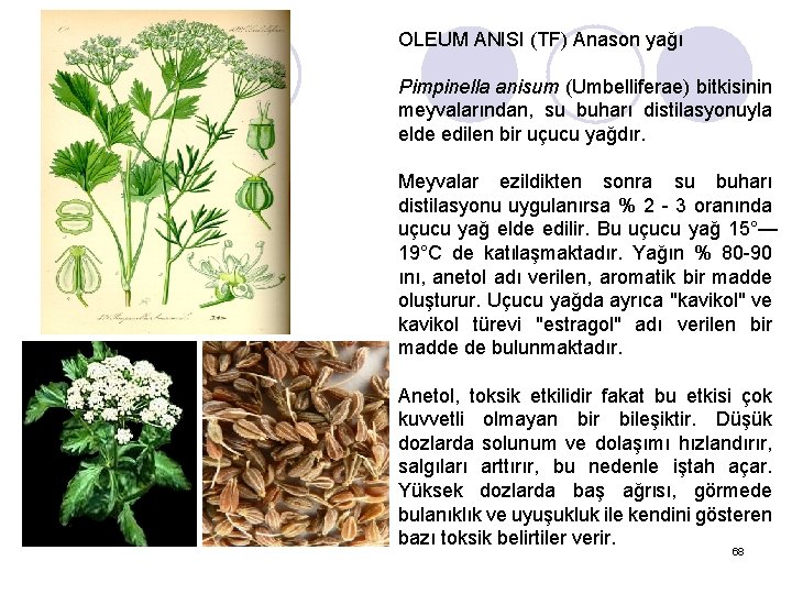 OLEUM ANISI (TF) Anason yağı Pimpinella anisum (Umbelliferae) bitkisinin meyvalarından, su buharı distilasyonuyla elde