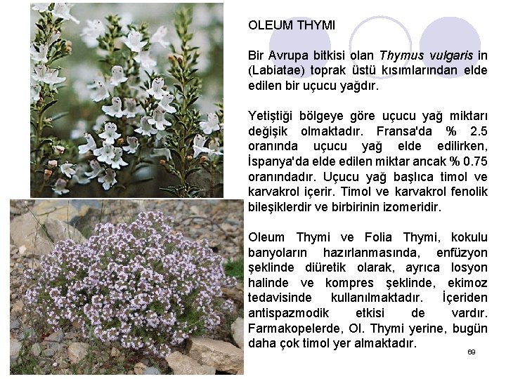 OLEUM THYMI Bir Avrupa bitkisi olan Thymus vulgaris in (Labiatae) toprak üstü kısımlarından elde