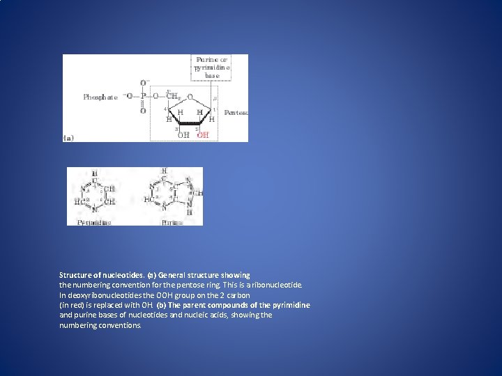 Structure of nucleotides. (a) General structure showing the numbering convention for the pentose ring.