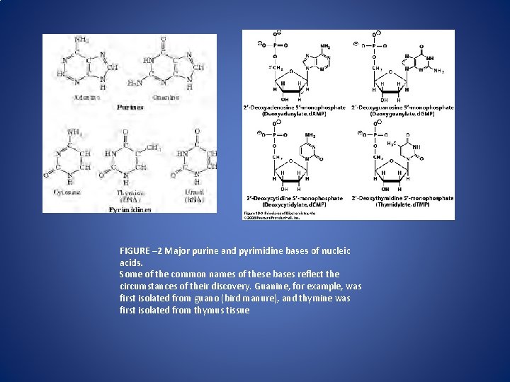 FIGURE – 2 Major purine and pyrimidine bases of nucleic acids. Some of the