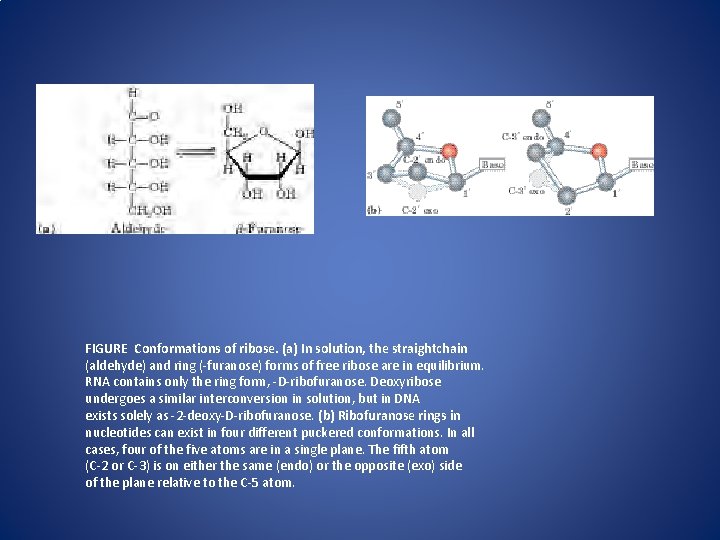FIGURE Conformations of ribose. (a) In solution, the straightchain (aldehyde) and ring (-furanose) forms