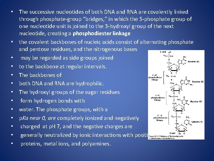  • The successive nucleotides of both DNA and RNA are covalently linked through
