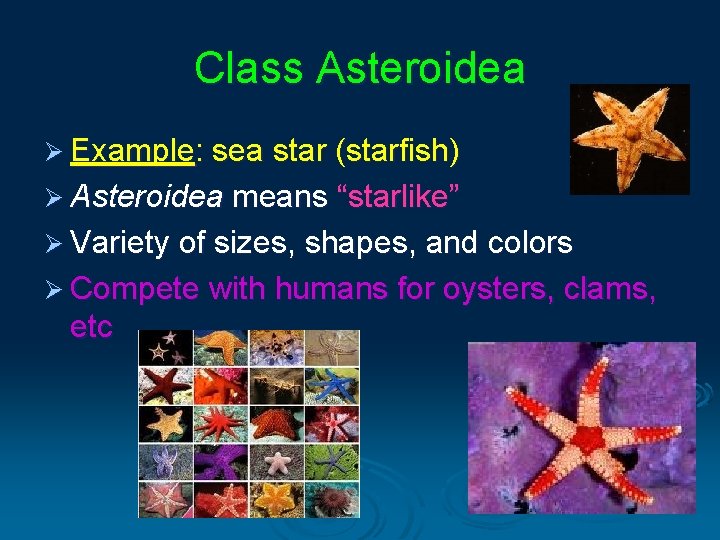 Class Asteroidea Ø Example: sea star (starfish) Ø Asteroidea means “starlike” Ø Variety of Class Asteroidea Ø Example: sea star (starfish) Ø Asteroidea means “starlike” Ø Variety of