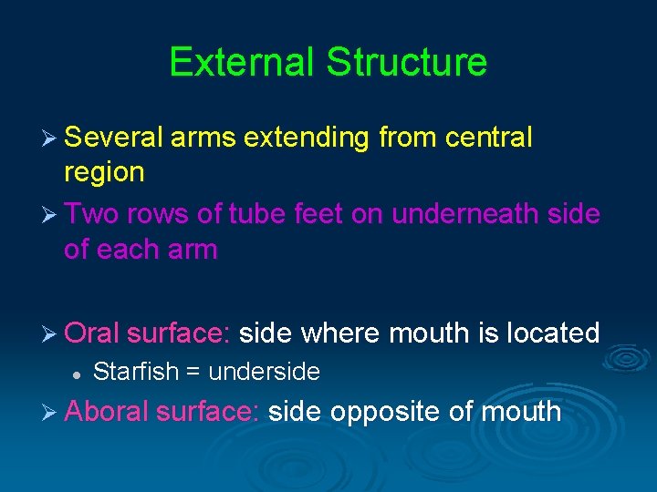 External Structure Ø Several arms extending from central region Ø Two rows of tube External Structure Ø Several arms extending from central region Ø Two rows of tube