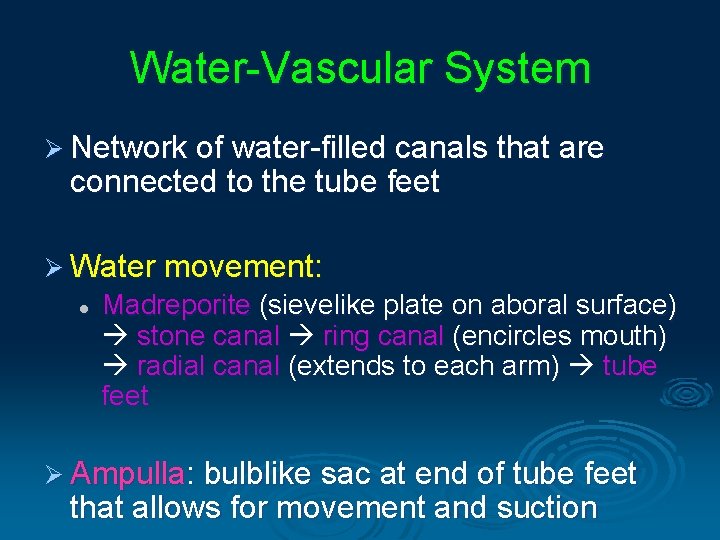 Water-Vascular System Ø Network of water-filled canals that are connected to the tube feet Water-Vascular System Ø Network of water-filled canals that are connected to the tube feet