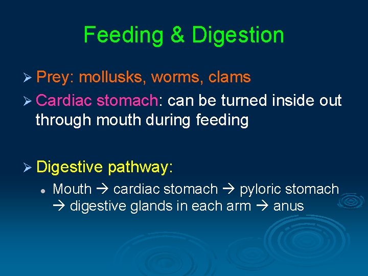 Feeding & Digestion Ø Prey: mollusks, worms, clams Ø Cardiac stomach: can be turned Feeding & Digestion Ø Prey: mollusks, worms, clams Ø Cardiac stomach: can be turned