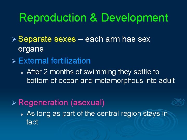 Reproduction & Development Ø Separate sexes – each arm has sex organs Ø External Reproduction & Development Ø Separate sexes – each arm has sex organs Ø External