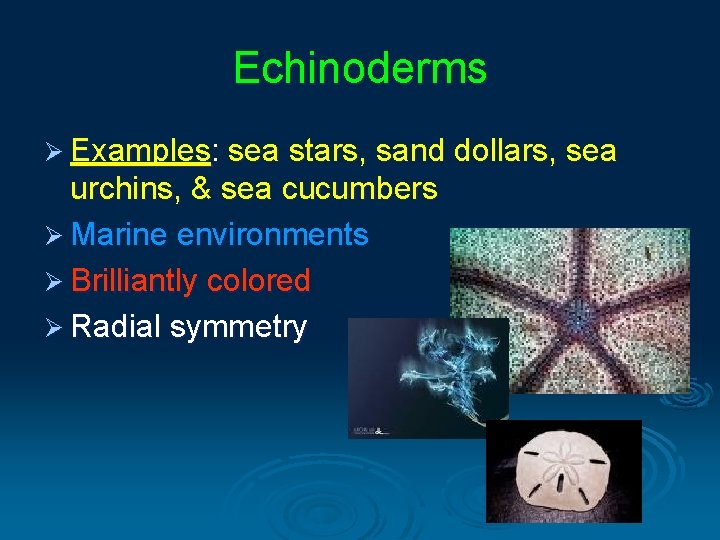 Echinoderms Ø Examples: sea stars, sand dollars, sea urchins, & sea cucumbers Ø Marine Echinoderms Ø Examples: sea stars, sand dollars, sea urchins, & sea cucumbers Ø Marine