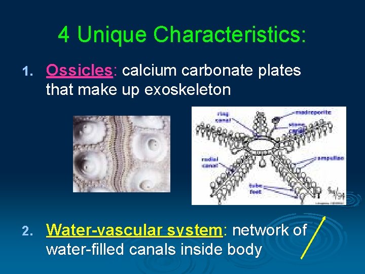 4 Unique Characteristics: 1. Ossicles: calcium carbonate plates that make up exoskeleton 2. Water-vascular 4 Unique Characteristics: 1. Ossicles: calcium carbonate plates that make up exoskeleton 2. Water-vascular