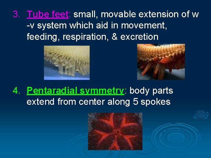 3. Tube feet: small, movable extension of w -v system which aid in movement, 3. Tube feet: small, movable extension of w -v system which aid in movement,