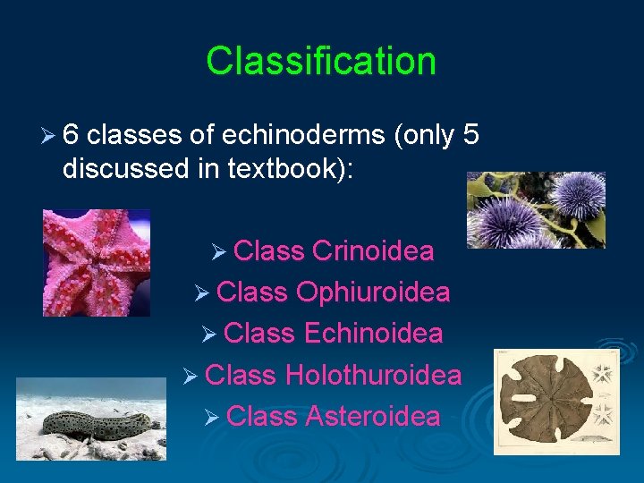 Classification Ø 6 classes of echinoderms (only 5 discussed in textbook): Ø Class Crinoidea Classification Ø 6 classes of echinoderms (only 5 discussed in textbook): Ø Class Crinoidea