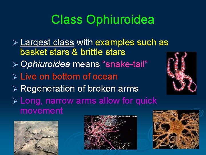 Class Ophiuroidea Ø Largest class with examples such as basket stars & brittle stars Class Ophiuroidea Ø Largest class with examples such as basket stars & brittle stars