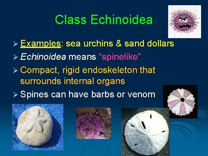 Class Echinoidea Ø Examples: sea urchins & sand dollars Ø Echinoidea means “spinelike” Ø Class Echinoidea Ø Examples: sea urchins & sand dollars Ø Echinoidea means “spinelike” Ø