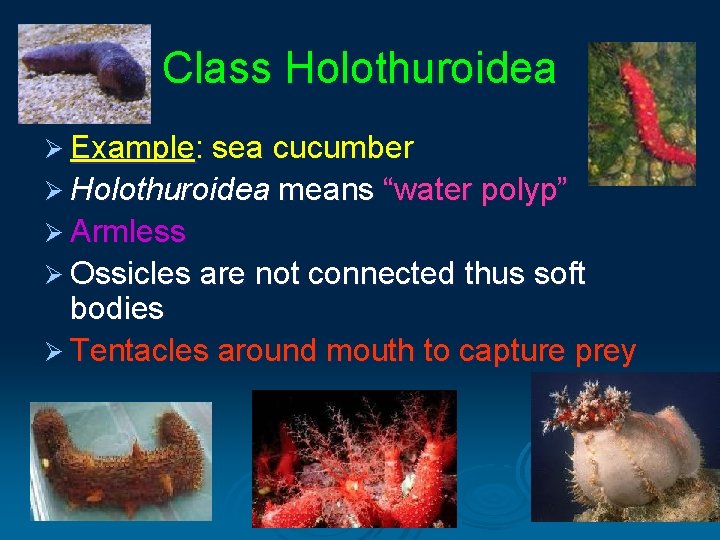 Class Holothuroidea Ø Example: sea cucumber Ø Holothuroidea means “water polyp” Ø Armless Ø Class Holothuroidea Ø Example: sea cucumber Ø Holothuroidea means “water polyp” Ø Armless Ø