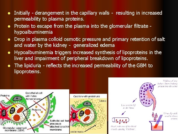 l l l Initially - derangement in the capillary walls - resulting in increased