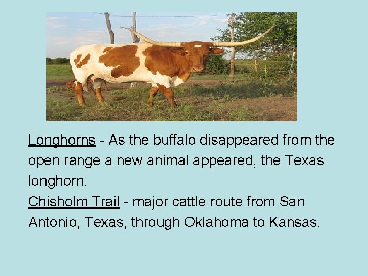 Longhorns - As the buffalo disappeared from the open range a new animal appeared,