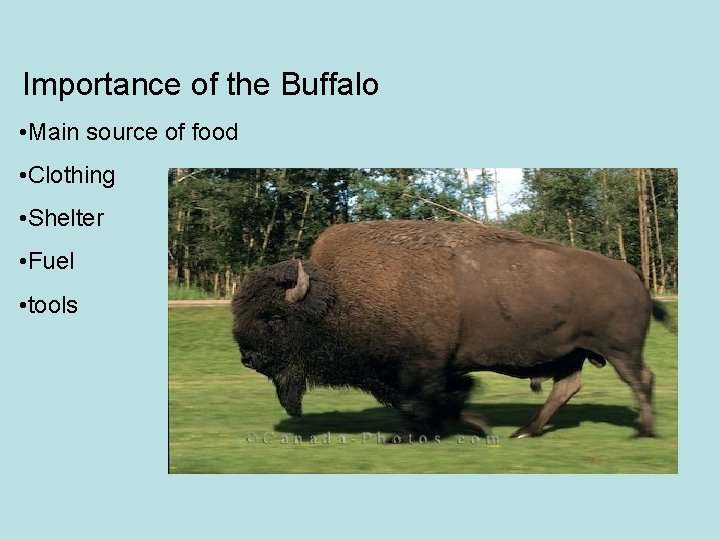 Importance of the Buffalo • Main source of food • Clothing • Shelter •